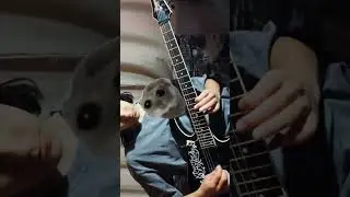 Грустный хомяк на гитаре #гитара #грустныймем #shorts