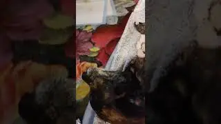 Утро в нашем заведении начинается с выбора нарядов!🐕😅🥺🥰
