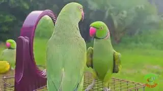 #mithu ripu parrot baby talking sound bird parrot 🐦🐦🤯😱😱🤯🐦🤯😱😱#viral #babybird #viralvideo #shortvideo
