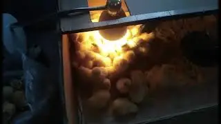 КАК ОПРЕДЕЛИТЬ ПОЛ ЦЫПЛЕНКА 🤔 Петушок или Курочка