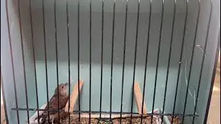 pied cock linnet gescheckter Hänfling, pied linnet fanello pezzato lino me pista لينيتпъстър линет