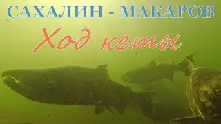 САХАЛИН. Макаров. Ход кеты. 
