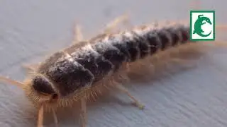 Pececillos de plata o Lepisma