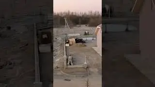 Лось
