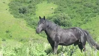 Вороной жеребец  уводит свой табун лошадей