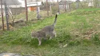 Анжынерная каструхцыя