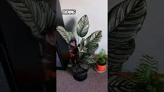 MORNING VS EVENING LEAVES POSITION CALATHEA ORNATA