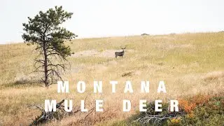 Big Mule Deer Stalk | Montana Archery Season 2020
