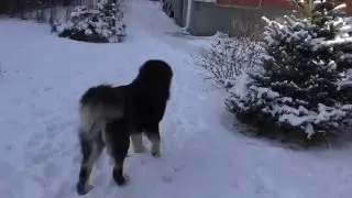 Тибетский мастиф Барон