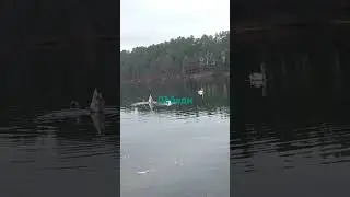 лебеди 