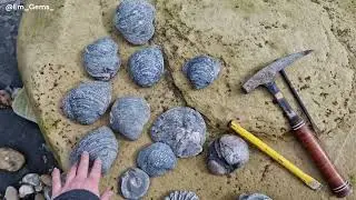 Fossil Friday - Hunting Huge Gryphaea Fossils  🐚