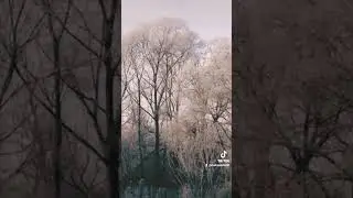 дубовое
