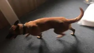Belgian Malinois Hunting - 11 months old