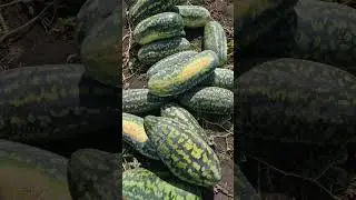 Паляниця - Фаворит  прикольний Український сорт кавуна