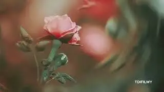 the day I fell in love with you.