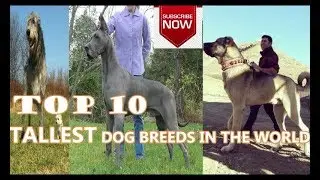 TOP 10 Tallest Dog Breeds in the world | Tallest dog breeds| pets and animals p0int: