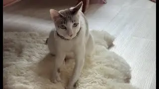 After kneading, a cat loaf is formed.