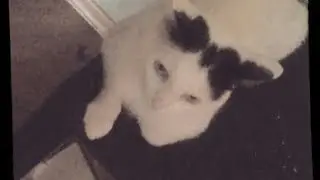 ВЕСЁЛЫЙ СТРИМ