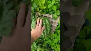 Виростив кавуни на Львівщині Міні баштан кавунів #кавун