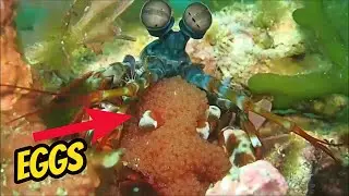 Fish Eggs Amazing Compilation - How Fish Protect Eggs From Predators