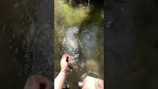 Zabíjame ryby na trojhák ? Pár užitočných rád ako je najlepšie chytat na potoku . 😉 Kubo