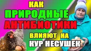 Как природные антибиотики влияют на яйценоскость кур.