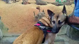 These meerkats can't get enough of my dog!