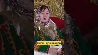 Олень для ненцев | 