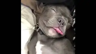 Wanna LAUGH HARD right NOW? - Watch these EXTREMELY FUNNY ANIMAL VIDEOS Dogs