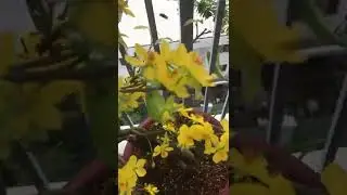 Mai nở mùng 4 tết