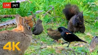 🔴 24/7 LIVE: Cat TV for Cats to Watch 😺 Lovely Birds rabbits Squirrels 4K