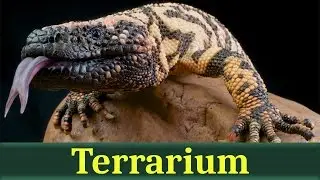 Аризонский ядозуб, или жилатье (лат. Heloderma suspectum)