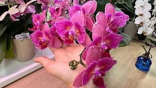 У нас то лето, то опять зима… а орхидеи как цвели так и цветут 🌸🌺🌼
