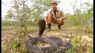 Crocodile Hunter « Die schwarze Mamba » | [1/4] |