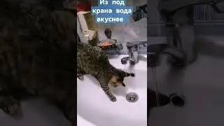 смешные кошечки. Впервые учится пить воду из под крана