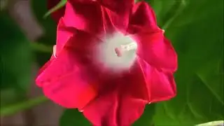 Waltz of the Flowers, Tchaikovsky
