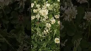 ПЧЕЛА СОБИРАЕТ НЕКТАР И НЕСЁТ В СОТЫ