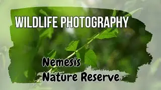 Wildlife Photography - Boughton Fen Nature Reserve is my NEMESIS!