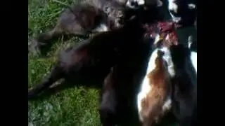 ЧИТА ЗАНИМАЕТСЯ РЕКЕТОМ