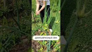 МНОГОЯРУСНЫЙ ЛУК😱 #огород #дача #урожай #садогород #земледелие
