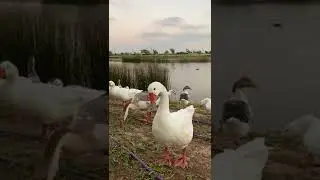 Ашкелон.Гуси.8.08.24