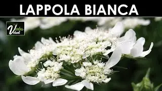 VERBA VOLANT - Lappola bianca