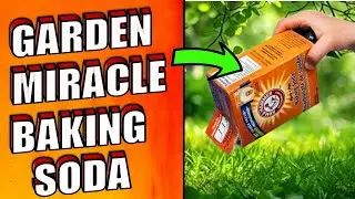 Gardeners' Secret Weapon: Baking Soda for Pest, Mold and Fungi Control!