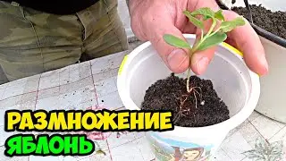 Сюжет из жизни в деревне о том, как я посеял семечки яблока Голден Делишес и что из этого получилось