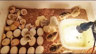 How to make hatching egg incubator XM-18 Incubator Controller