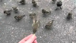 Прикольное видео