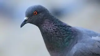 Pigeons