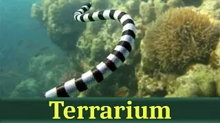 Большой плоскохвост, или морской крайт (лат. Laticauda semifasciata)