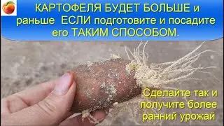 POTATOES will be BIGGER and EARLIER if you prepare and plant potatoes in this way