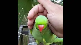 Beautiful Talking Mithu #birds